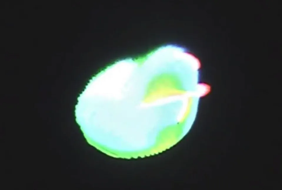 Videozoa 01
