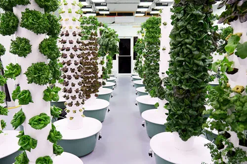 Jardin Vertical